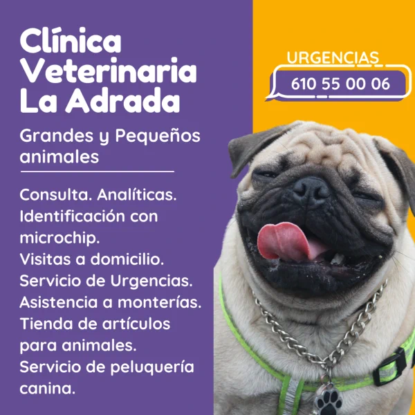 Clínica Veterinaria La Adrada, veterinario Javier Cacho Brandau