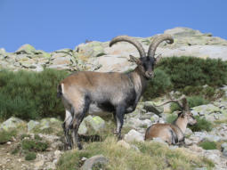 Turismo en Candeleda y el Raso, información turística. Turismo rural, ocio y aventura, lugares de interés, turismo ecuestre, turismo activo… Valle del Tiétar, Gredos, Ávila