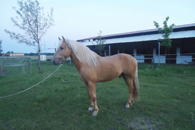 Club Hípico Roble Alto. turismo ecuestre Candeleda, Gredos, Valle del Tiétar: compra venta de caballos, rutas o paseos a caballo, hípica, equitación, clases, coche de bodas, doma, pupilaje, capeas, fiestas camperas, romerías...