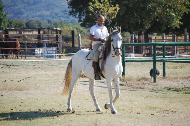 Club Hípico Roble Alto. turismo ecuestre Candeleda, Gredos, Valle del Tiétar: compra venta de caballos, rutas o paseos a caballo, hípica, equitación, clases, coche de bodas, doma, pupilaje, capeas, fiestas camperas, romerías...