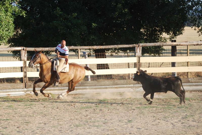 Club Hípico Roble Alto. turismo ecuestre Candeleda, Gredos, Valle del Tiétar: compra venta de caballos, rutas o paseos a caballo, hípica, equitación, clases, coche de bodas, doma, pupilaje, capeas, fiestas camperas, romerías...