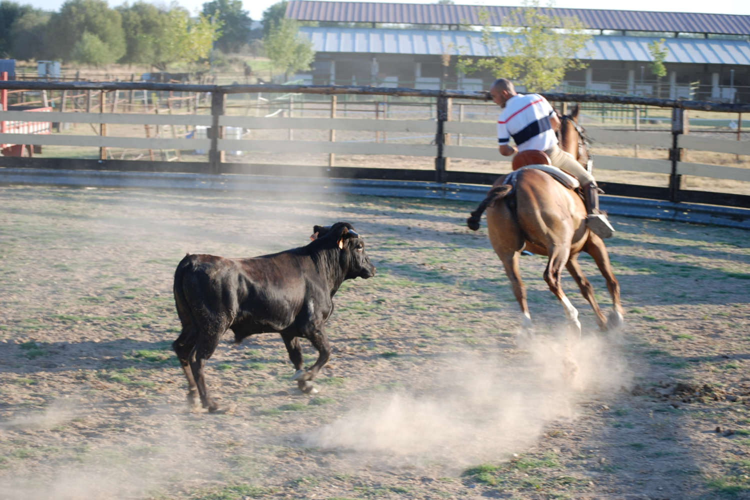 Club Hípico Roble Alto. turismo ecuestre Candeleda, Gredos, Valle del Tiétar: compra venta de caballos, rutas o paseos a caballo, hípica, equitación, clases, coche de bodas, doma, pupilaje, capeas, fiestas camperas, romerías...