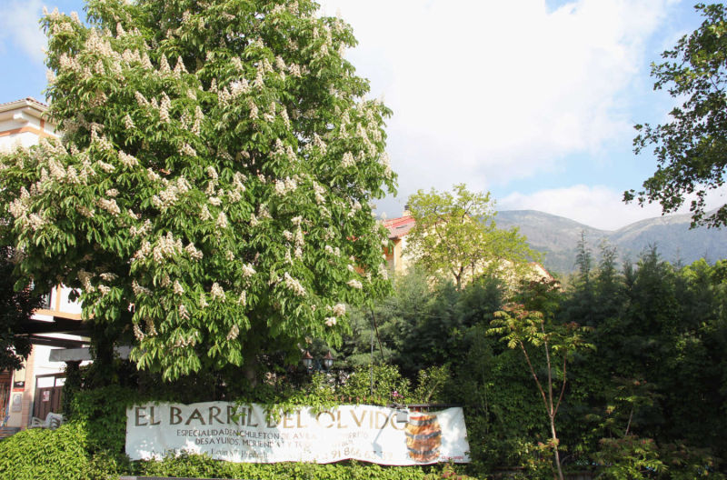 Cervecería en Piedralaves Valle del Tiétar Gredos, comer y tapear, cafetería, bar de tapas, pub ambigú, copas, raciones, platos combinados, hamburguesas, sándwich, música