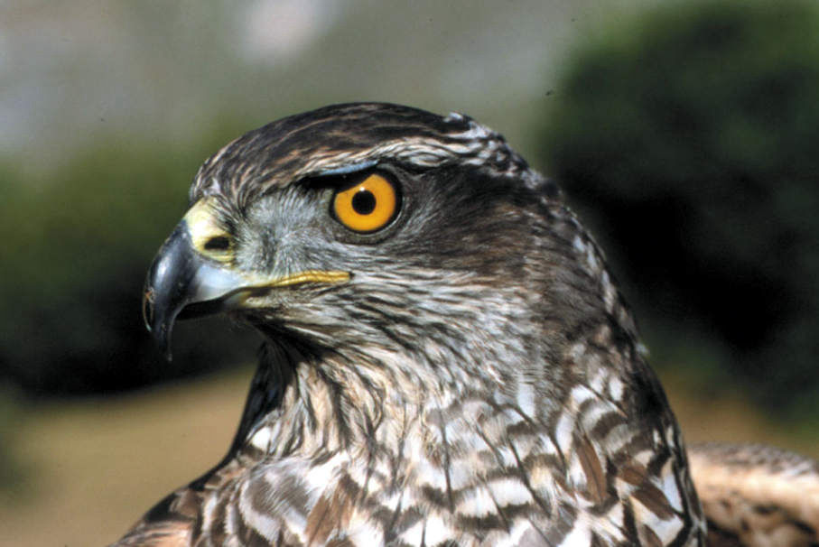 Azor, aves rapaces Valle del Tiétar Gredos