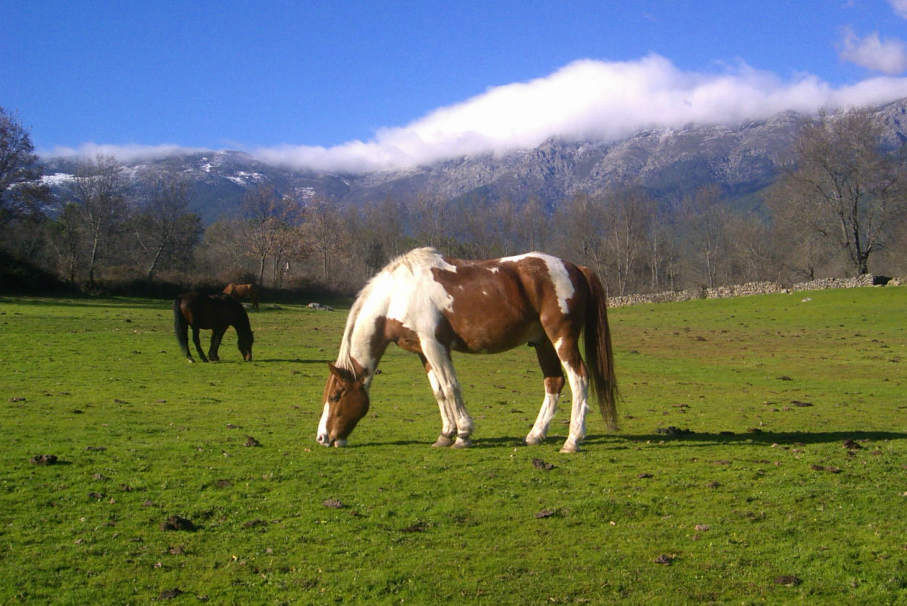 Caballos, Valle del Tiétar sur de Gredos