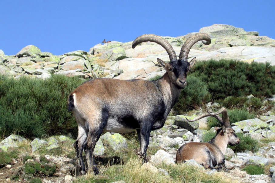 Capra hispánica, Gredos (macho montés)