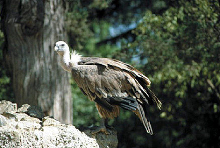 Fauna y flora Valle del Tiétar Gredos