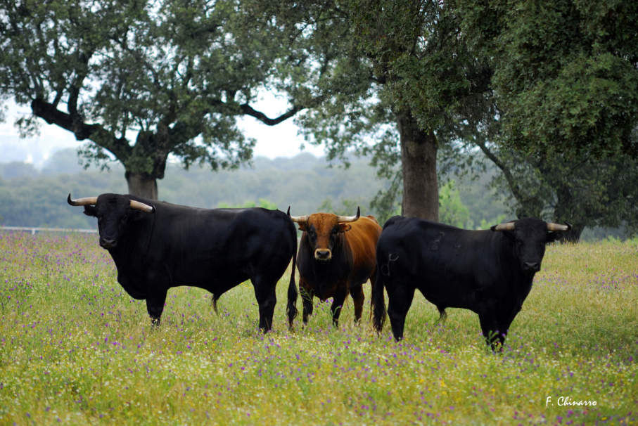 Ganado vacuno Valle del Tiétar Gredos