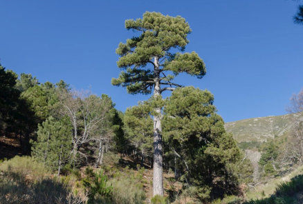 Fauna y flora Valle del Tiétar Gredos