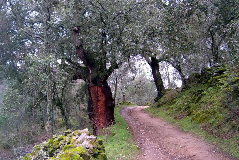 Trekking, rutas y naturaleza en Piedralaves, rutas de senderismo y montañismo