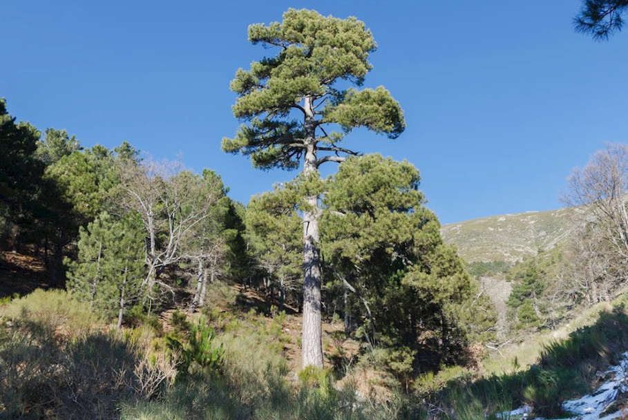 Trekking, rutas y naturaleza en Piedralaves, rutas de senderismo y montañismo